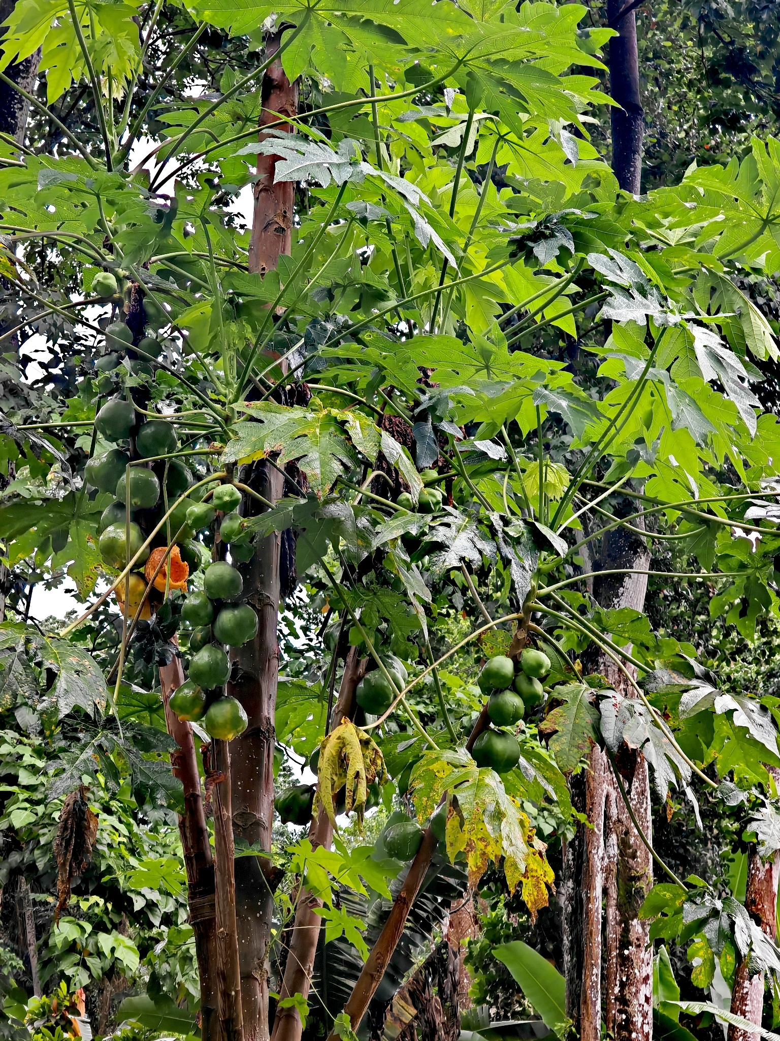 Mamaoeiro Formosa