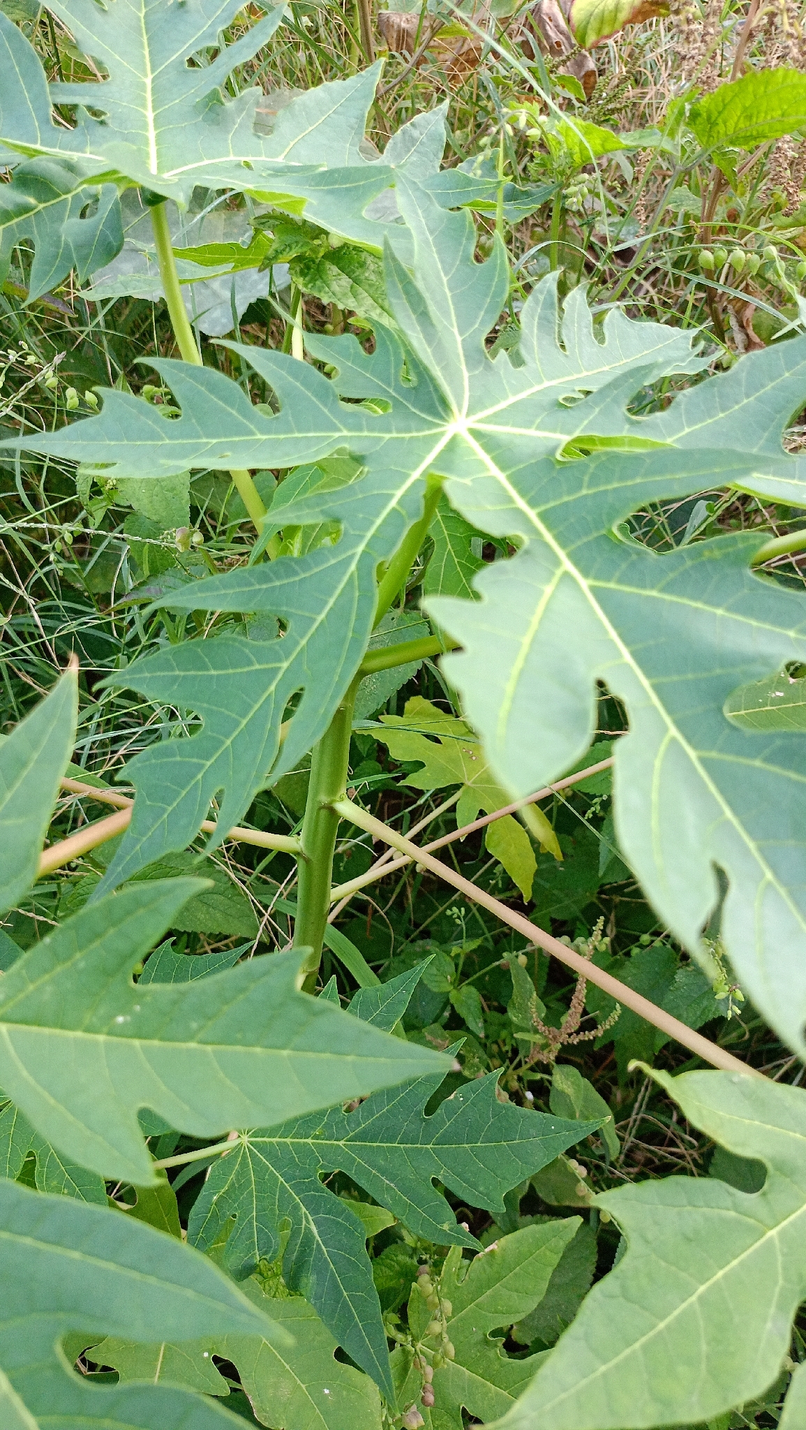 Mamaoeiro Formosa