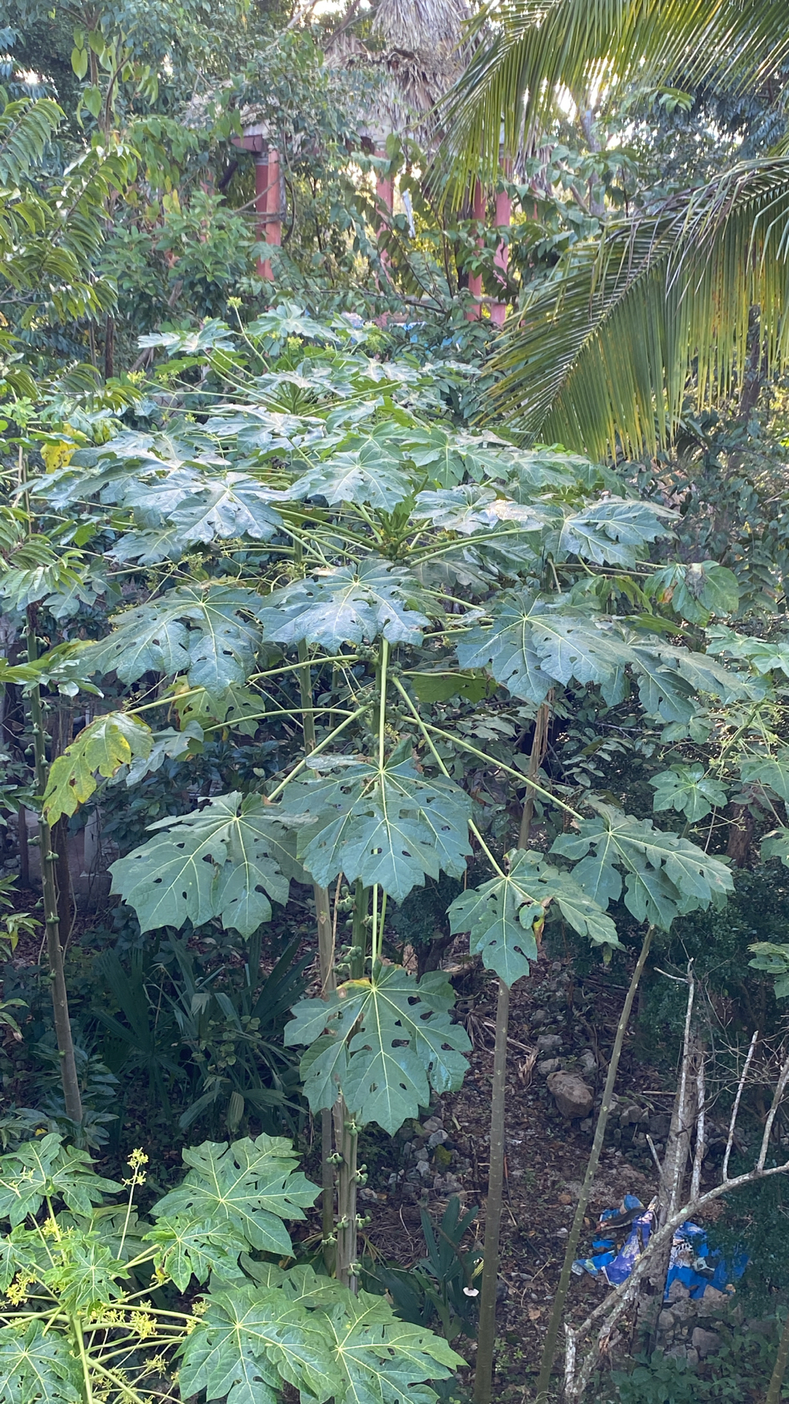 Mamaoeiro Formosa