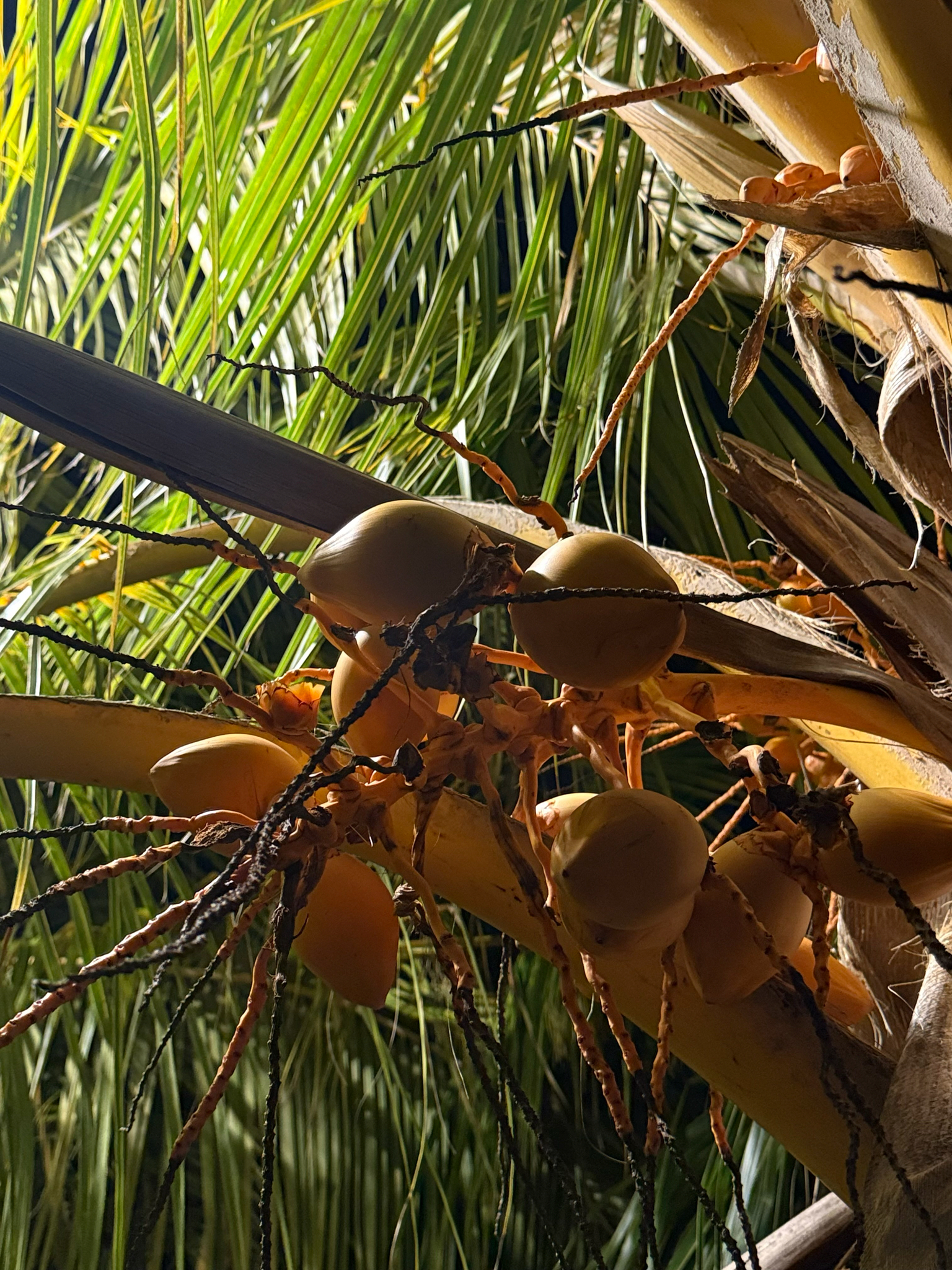 Coqueiro Anão Verde