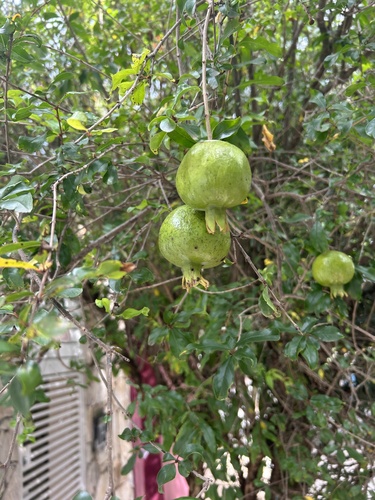 Romãzeira Gigante