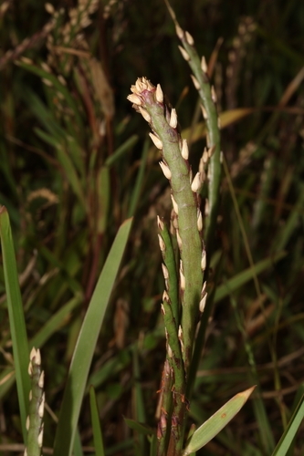 Grama Inglesa Variegada