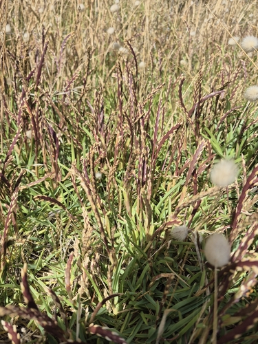 Grama Inglesa Variegada
