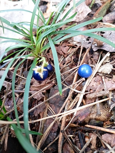 Grama Preta Albina