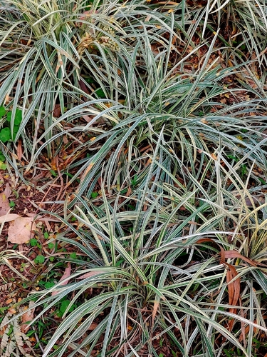 Barba de Serpente Variegada
