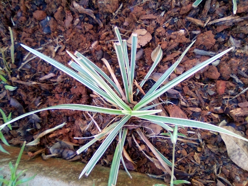 Barba de Serpente Variegada