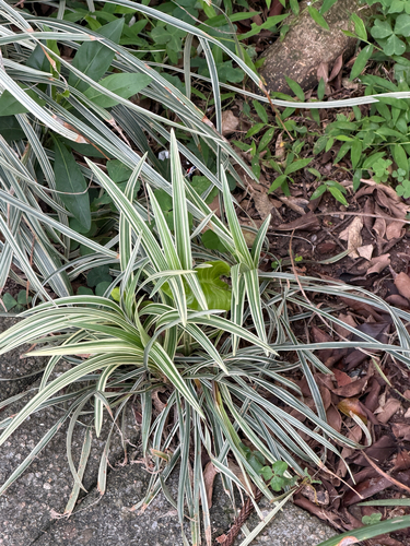 Barba de Serpente Variegada