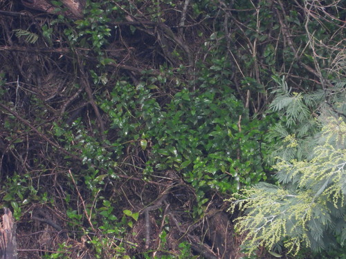 Lambari Variegado