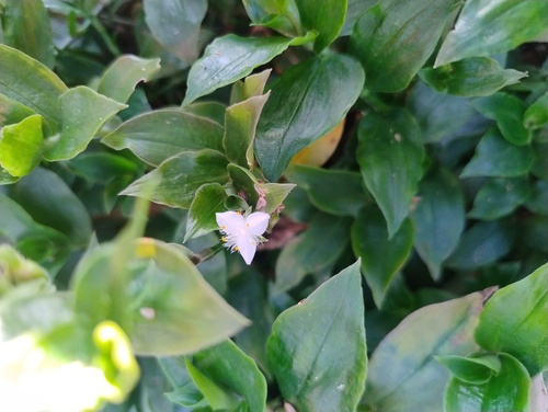 Lambari Variegado