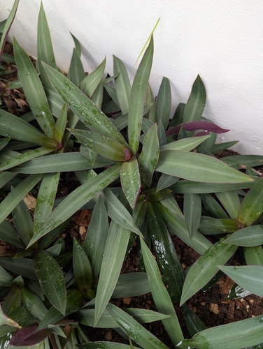Lambari Tricolor