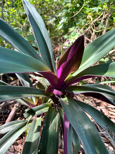 Lambari Tricolor