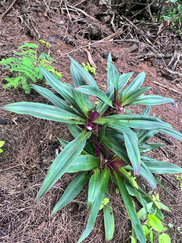 Lambari Tricolor