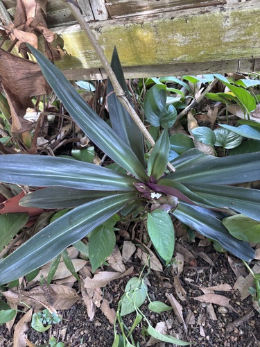 Lambari Tricolor