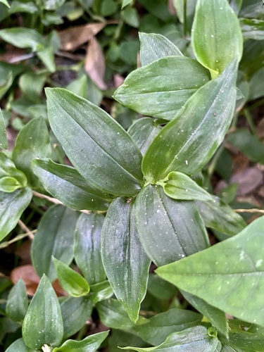 Lambari de Sombra