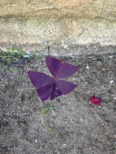 Trevo Roxo Anão