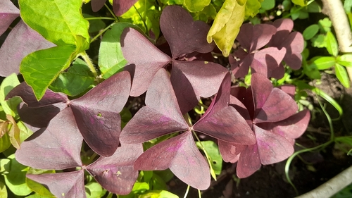 Trevo Roxo Anão