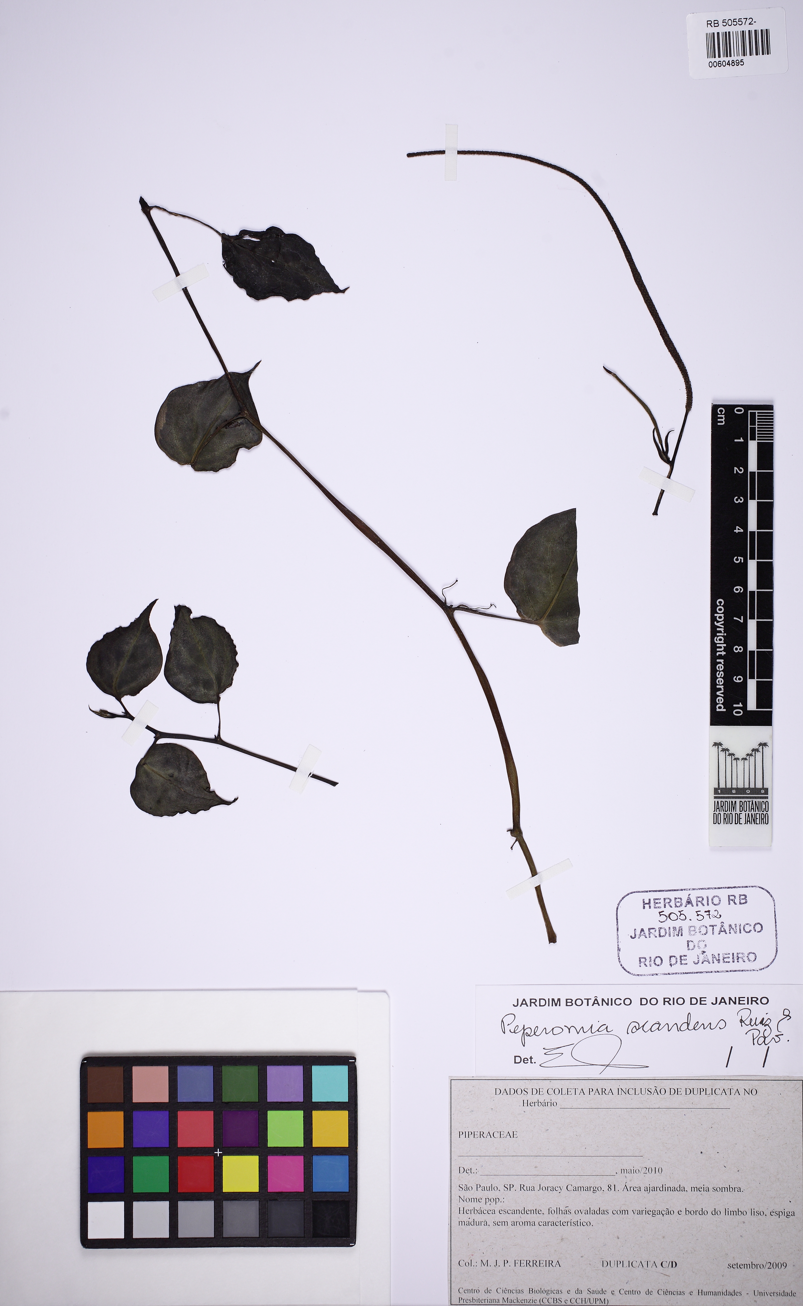 Peperômia Filodendro