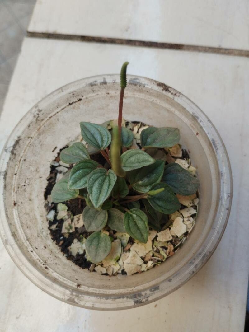 Peperômia Caperata Roxo