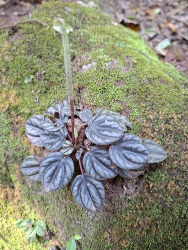 Peperômia Caperata Roxo