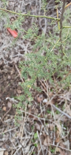 Aspargo Fino de Jardim