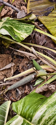 Jiboia Verde