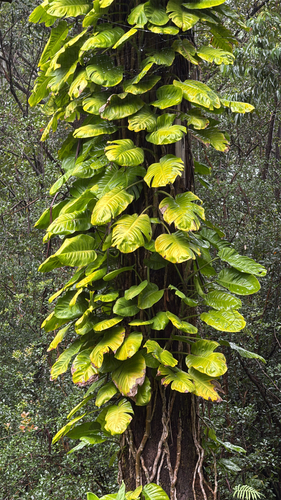Jiboia Variegada N-Joy