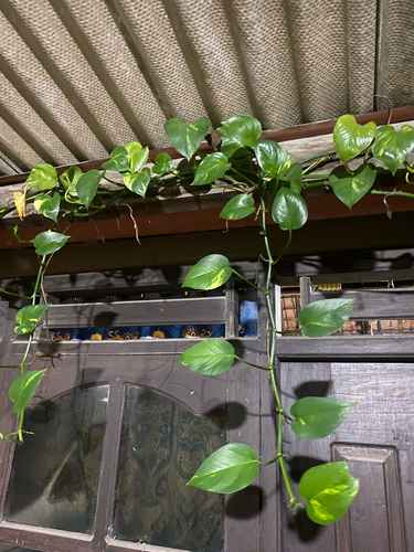 Jiboia Variegada N-Joy