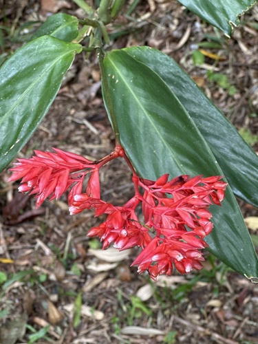 Maranta Três Cores