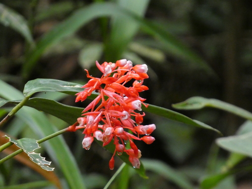 Maranta Três Cores