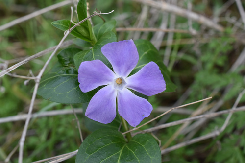 Vinca Pendente Variegada