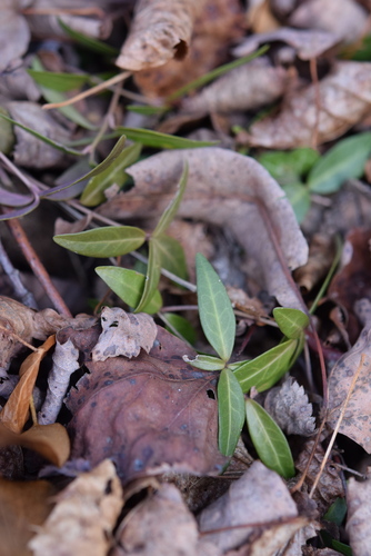 Vinca de Flor Branca