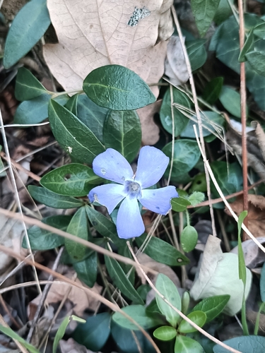 Vinca de Flor Dobrada