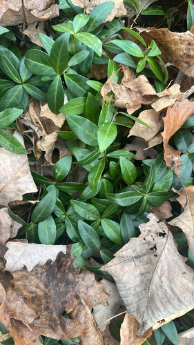 Vinca de Flor Roxa Intensa