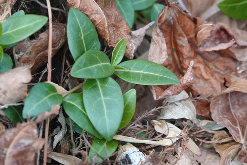 Vinca de Flor Roxa Intensa