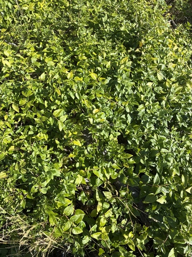 Vinca Maior Maculata