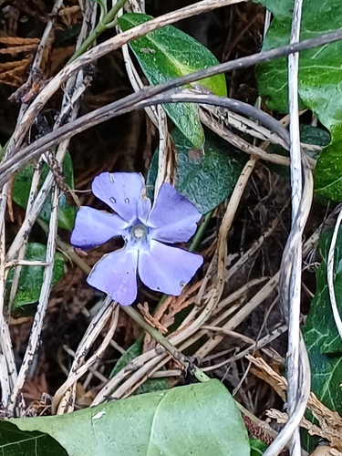 Vinca Maior Maculata