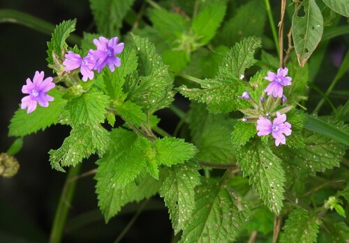 Verbena Rasteira Roxa