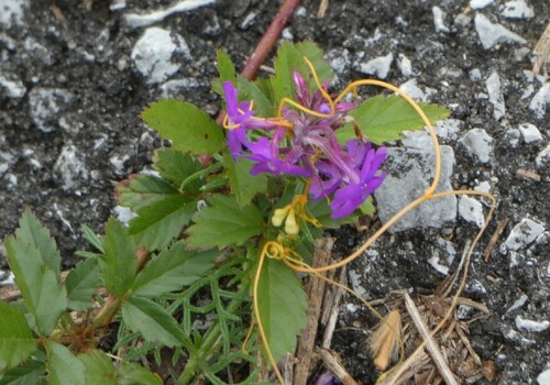 Verbena do Cerrado