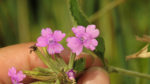 Verbena Rasteira Rosa