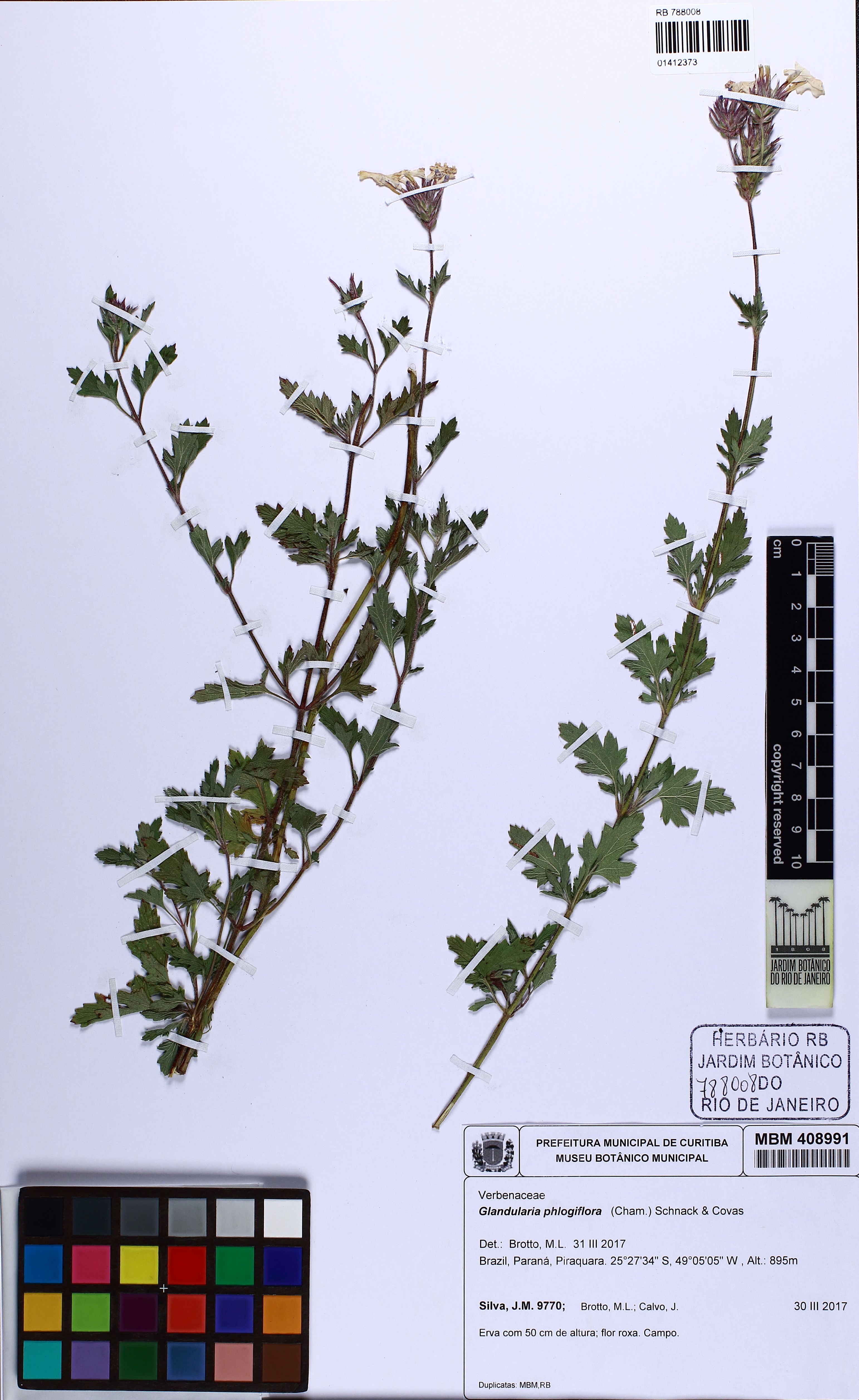 Verbena Rasteira Rosa