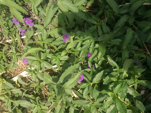 Verbena de Jardim Bicolor