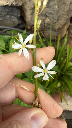Clorofito Variegado / Gravatinha