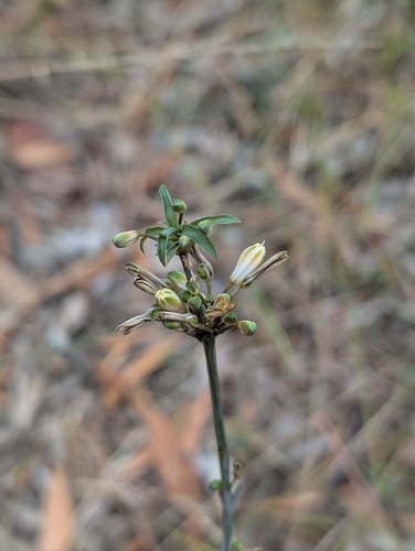 Clorofito de Sombra