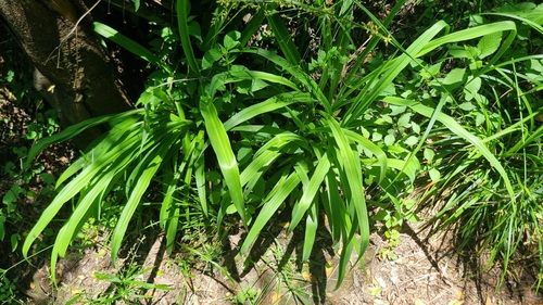 Clorofito Prata