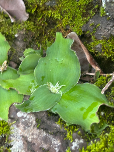 Clorofito Prata