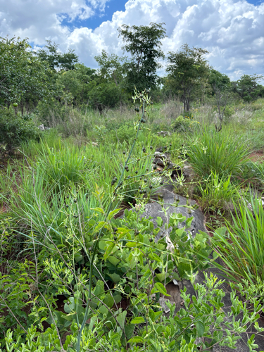 Clorofito Prata