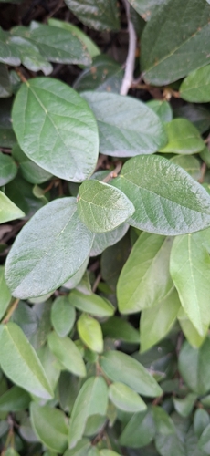 Unha de Gato Variegada
