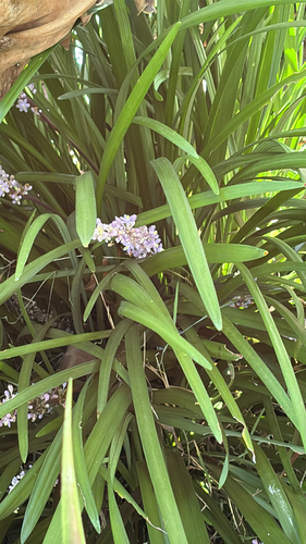 Liriope Verde