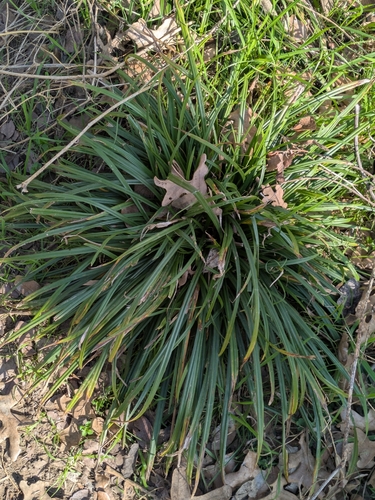 Liriope Verde