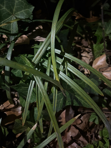 Liriope Verde